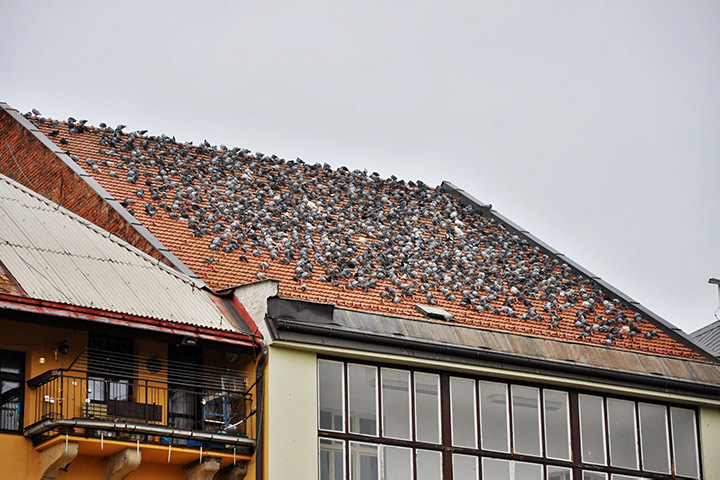 A2B Pest Control are able to install spikes to deter birds from roofs in Hillingdon. 
