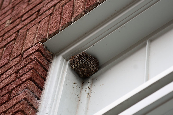 We provide a wasp nest removal service for domestic and commercial properties in Hillingdon.